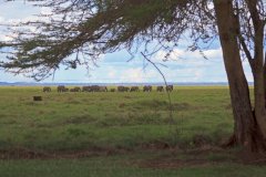 18-Elephant herd, seen from the lodge